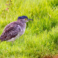 Nankeen Night Heron (Nycticorax caledonicus)