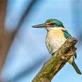 Sacred Kingfisher (Todiramphus sanctus)