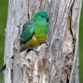 Red-rumped Parrot (Psephotus haematonotus)