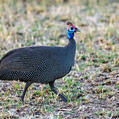 Helmeted Guineafowl (Numida meleagris)