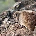 Rock Hyrax (Procavia capensis)