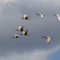 Australian White Ibis (Threskiornis molucca)
