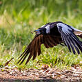 Australian Magpie (Gymnorhina tibicen)