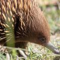 Short-Beaked Echidna (Tachyglossus aculeatus)