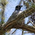 Black-faced Cuckooshrike (Coracina novaehollandiae)