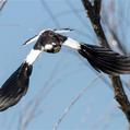 Magpie-lark (Grallina cyanoleuca)