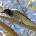 Black-faced Cuckooshrike (Coracina novaehollandiae)