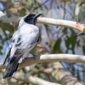 Black-faced Cuckooshrike (Coracina novaehollandiae)