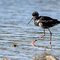 Black Stilt (Himantopus novaezelandiae)
