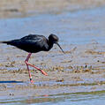 Black Stilt (Himantopus novaezelandiae)