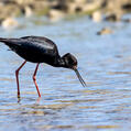 Black Stilt (Himantopus novaezelandiae)