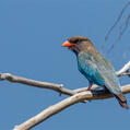 Oriental Dollarbird (Eurystomus orientalis)
