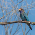 Oriental Dollarbird (Eurystomus orientalis)
