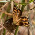 Common Brown (Heteronympha merope)
