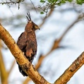Long-crested Eagle (Lophaetus occipitalis)