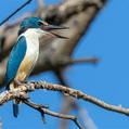 Sacred Kingfisher (Todiramphus sanctus)