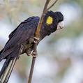 Yellow-tailed Black Cockatoo (Calyptorhynchus funereus)