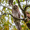 Papuan Frogmouth (Podargus papuensis)