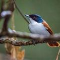Shining Flycatcher (Myiagra alecto)