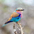 Lilac-breasted Roller (Coracias caudatus)