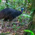Southern Cassowary (Casuarius casuarius)