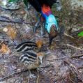 Southern Cassowary (Casuarius casuarius)