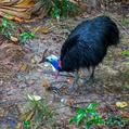 Southern Cassowary (Casuarius casuarius)
