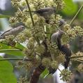 Striated Yuhina (Yuhina castaniceps)