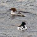 Common Merganser (Mergus merganser)