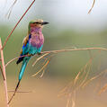 Lilac-breasted Roller (Coracias caudatus)