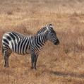 Plains Zebra (Equus quagga)