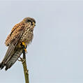 Common Kestrel (Falco tinnunculus)