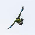 Long-tailed Broadbill (Psarisomus dalhousiae)