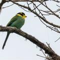 Long-tailed Broadbill (Psarisomus dalhousiae)