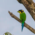 Long-tailed Broadbill (Psarisomus dalhousiae)