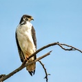 Augur Buzzard (Buteo augur)