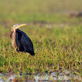 Purple Heron (Ardea purpurea)