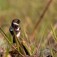 Siberian Stonechat (Saxicola maurus)