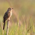 Plaintive Cuckoo (Cacomantis merulinus)