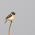 Siberian Stonechat (Saxicola maurus)