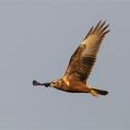 Eastern Marsh Harrier (Circus spilonotus)