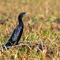 Little Cormorant (Microcarbo niger)