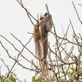 Speckled Mousebird (Colius striatus)