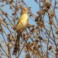 Plain Prinia (Prinia inornata)