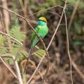 Green Bee-eater (Merops orientalis)