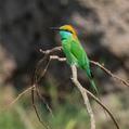 Green Bee-eater (Merops orientalis)