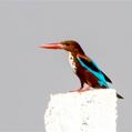 White-throated Kingfisher (Halcyon smyrnensis)