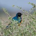 Superb Starling (Lamprotornis superbus)
