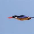 Black-capped Kingfisher