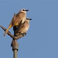 Yellow-vented Bulbul (Pycnonotus goiavier)